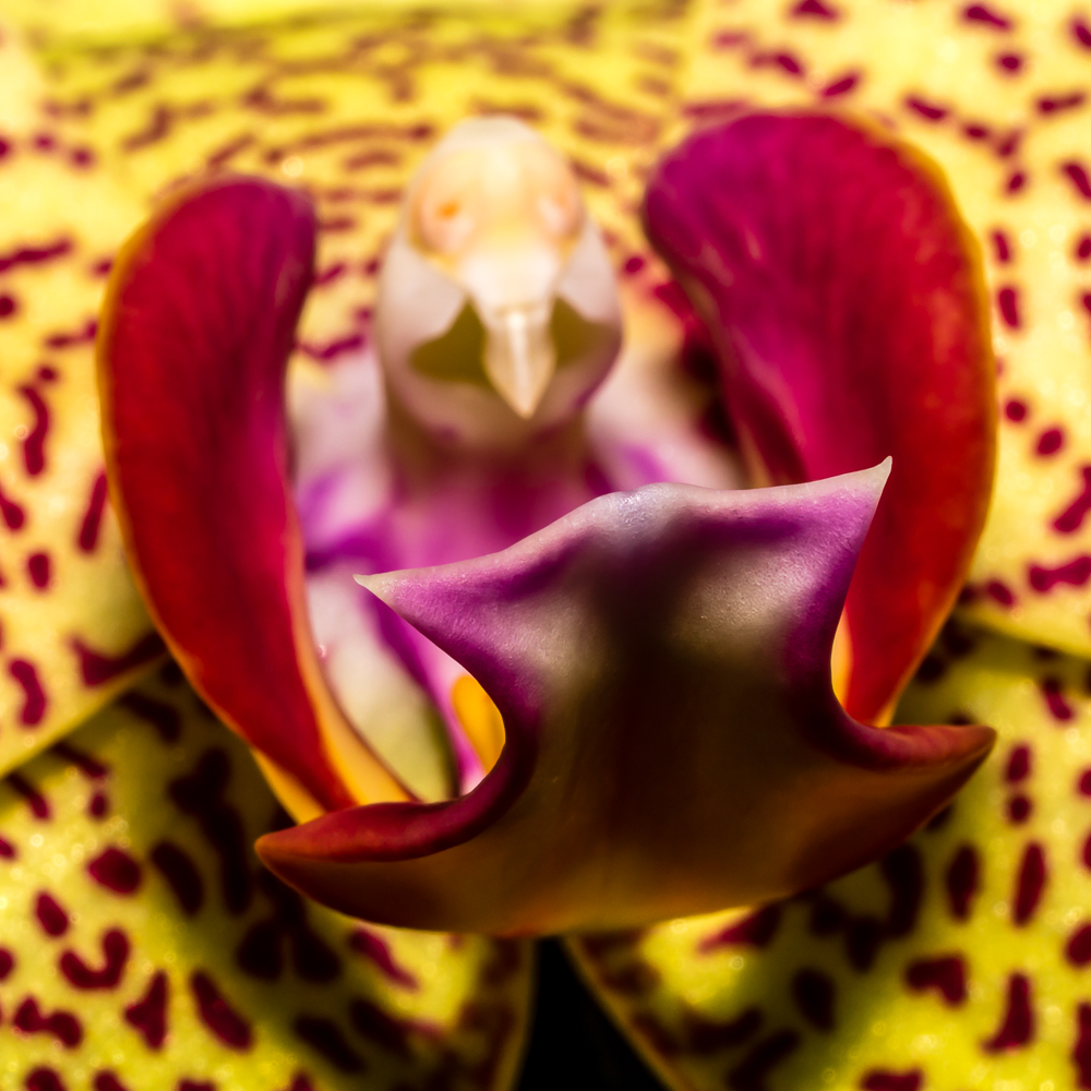 Orkideblomma2-1026